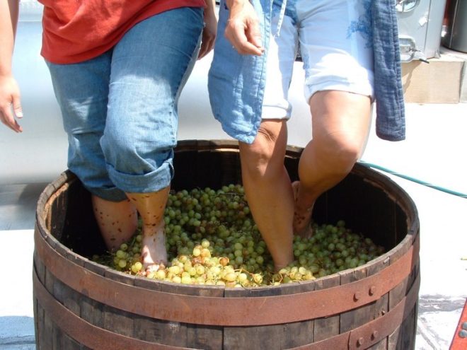 Виноград передавливают естественным образом, чтобы сохранить косточки в целости