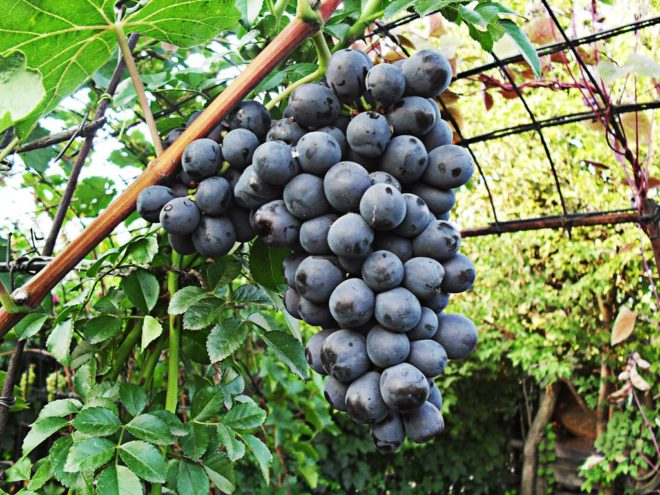 Неподходящие условия климата оказывают негативное влияние на урожайность винограда