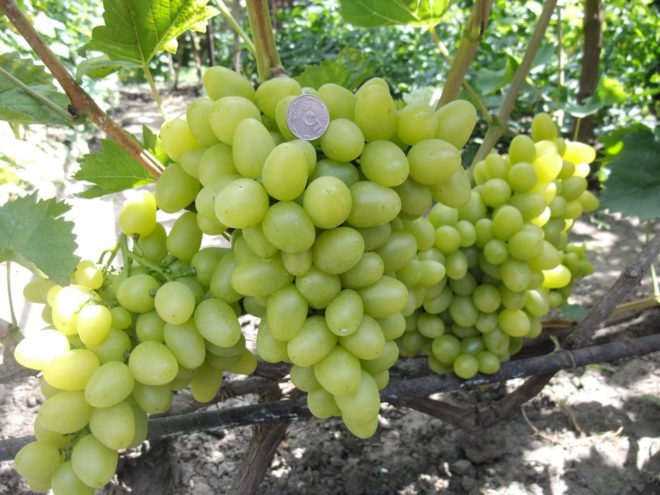 Александр Бурдак создаёт новые сорта замечательного винограда