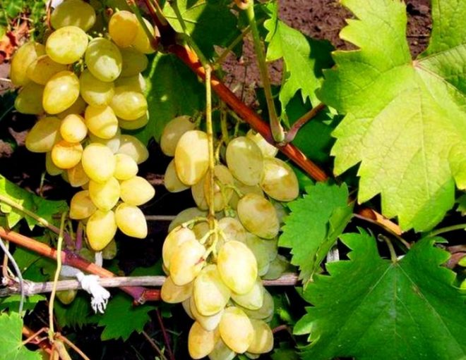Виноград мускатных сортов всегда отличался вкусовыми качествами и универсальным выращиванием