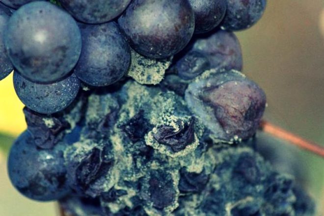 Плесень на винограде появляется по нескольким причинам
