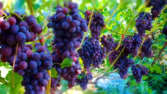 Выращивание винограда – процесс кропотливый и сложный
