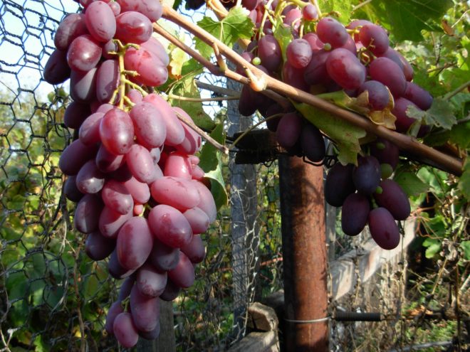 Такого гибрида, как виноград Шахиня в официальных государственных реестрах не значится