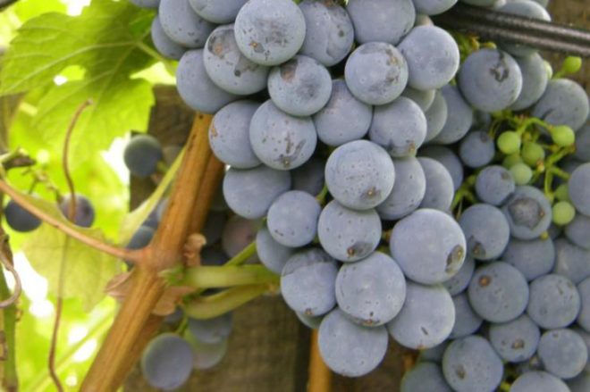 Когда сажать виноград в средней полосе?