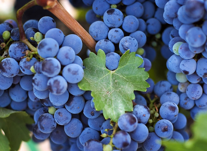 Виноград стал частым жителем не только специальных виноградников, но и личных садовых участков