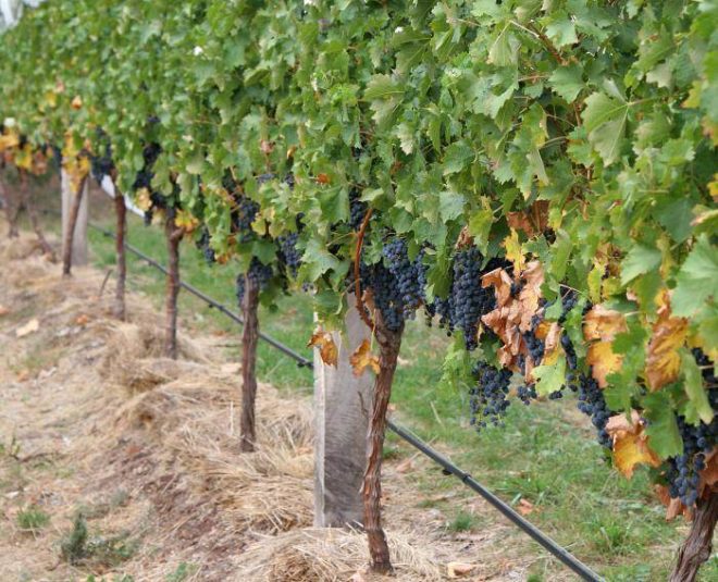 Современная промышленность предлагает огромное количество самых разных средств, направленных на защиту винограда