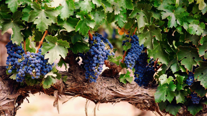 Здоровая виноградная лоза — мечта всех виноградарей и простых садоводов
