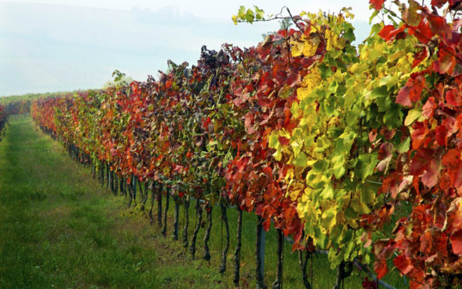 Виноград требует особенно бережного к себе отношения в период морозных зимних дней