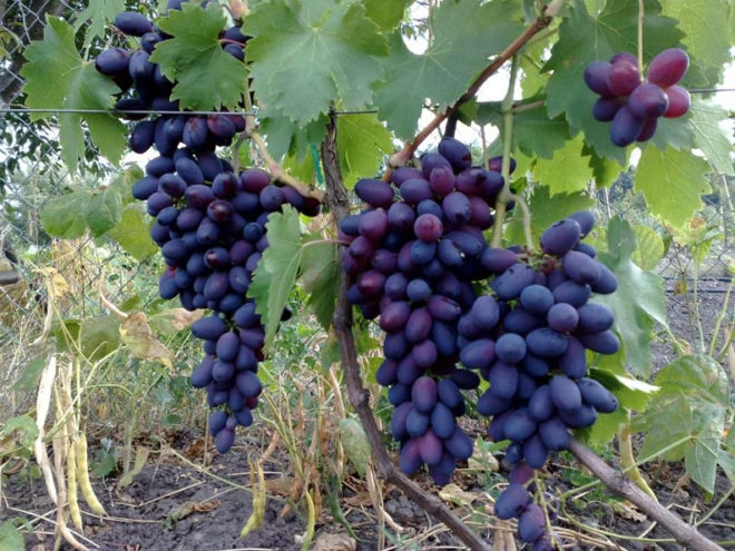 Виноград «Кармакод» относится к столовому сорту раннего созревания