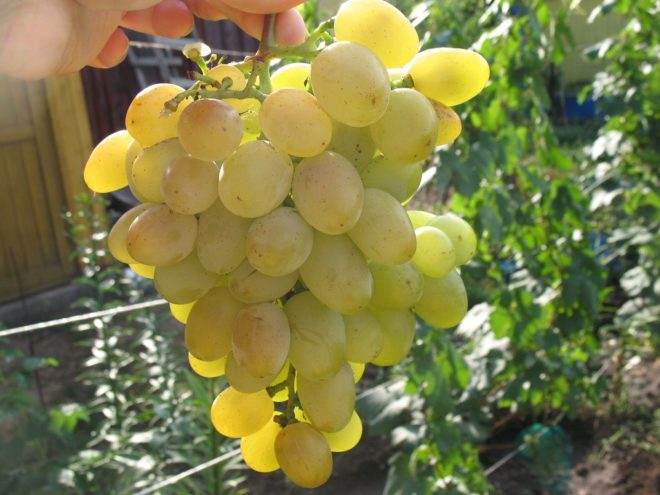 Виноград «Восторг» был выведен в России из трёх разных сортов