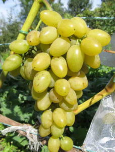 Гибридный сорт винограда Мускат летний имеет длинную историю