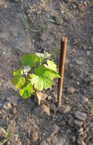 Саженцы виноградной лозы можно посадить как весной, так и осенью