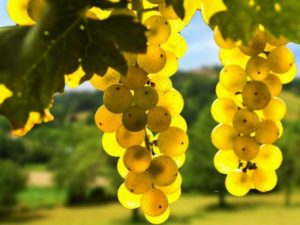 Виноград — культура теплолюбивая, любящая много света