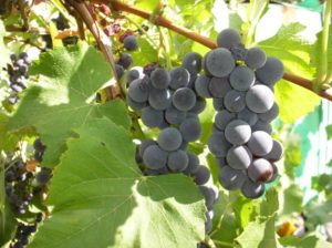 Виноград Изабелла крупноплодная относится к столово — техническим сортам