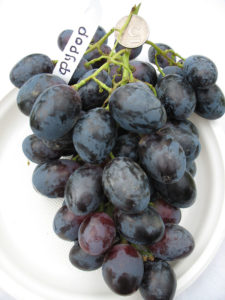 Виноградный сорт Фурор имеет самые крупные ягоды