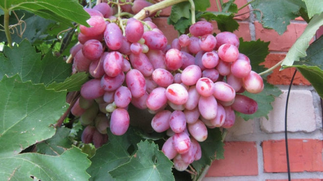 Виноград Шахиня Ирана относится к категории столовых сортов