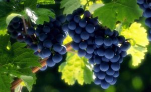 Для новичков лучше выбирать непривередливые сорта винограда
