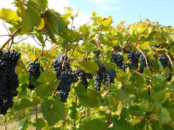 Полезные компоненты винограда способствуют накоплению «хорошего» холестерина