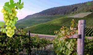 Виноград можно выращивать в самых разных климатических условиях