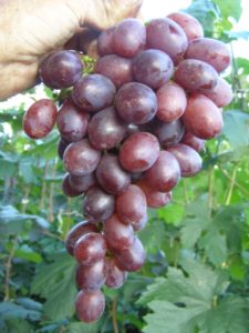 Пола — столовый сорт раннего винограда, родом из Чехии