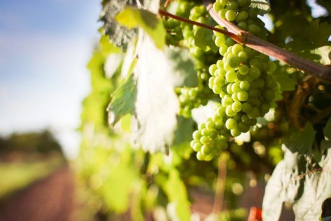 В последнее время выращивают виноград даже в суровых условиях северных областей Российской Федерации