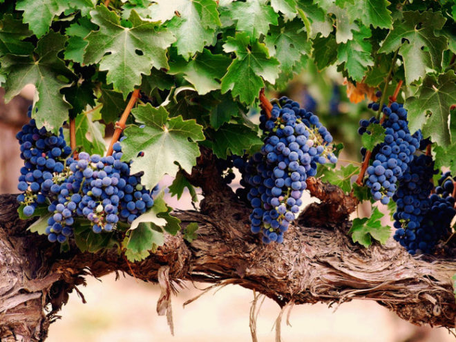 Обработка винограда от болезней и вредителей, ее сроки – важное мероприятие