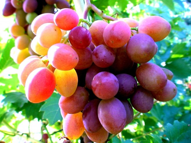 Виноград плохо переносит высокие температуры и прямые солнечные лучи