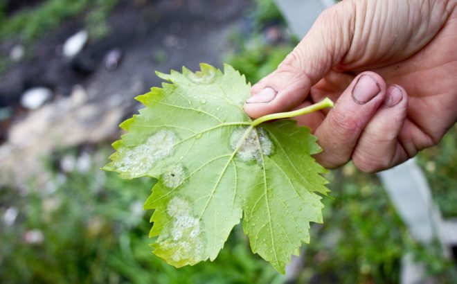 мучнистая роса или оидиум может появиться на винограде неожиданно