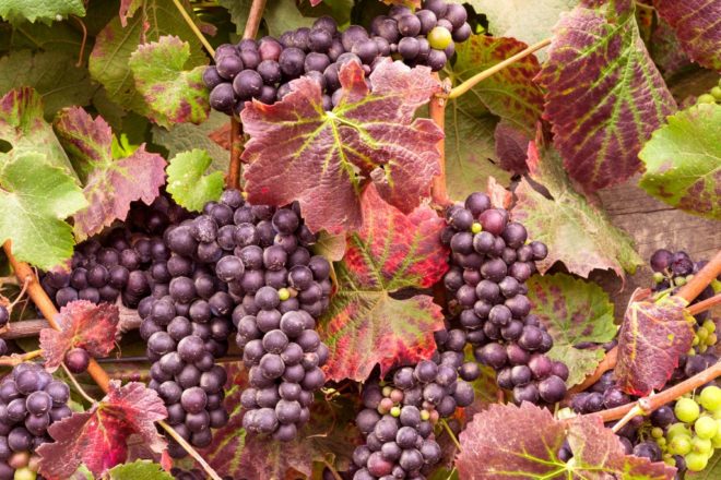 Краснуха на листьях винограда встречаются чаще, чем хотелось бы