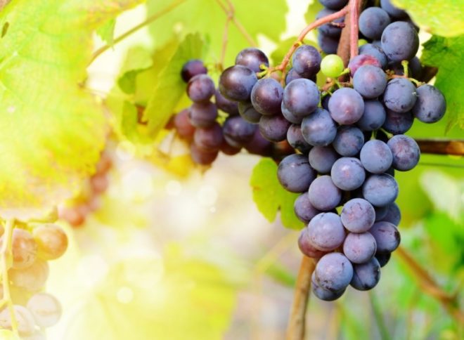 Виноград достаточно привередлив и за ним нужен определенный уход