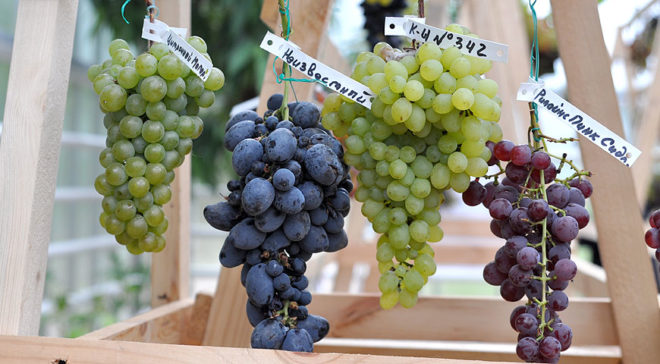 Самые лучшие сорта винограда выбираются один раз в году