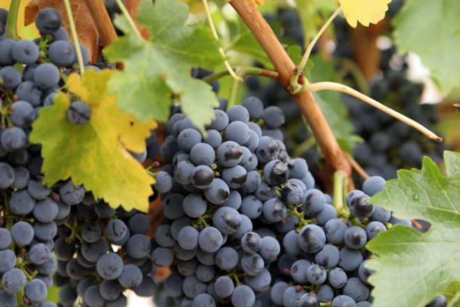 Каждый стремится вырастить виноград с крупными гроздьями и вкусными плодами