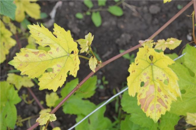Появление дырочек на листьях винограда обычно обусловлено присутствием на лозе какого-либо вредителя