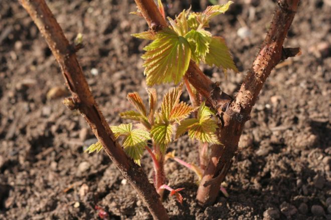 Современные садоводы знают большое количество способов размножения виноградной лозы