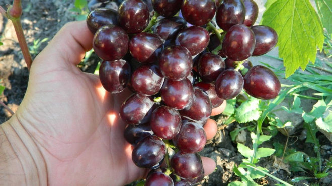 Виноград – растение любящее уход и заботу