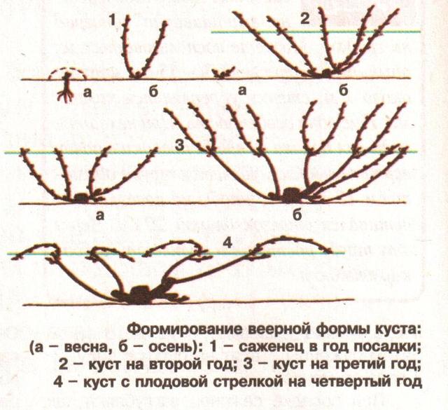 Выращивание винограда и обрезка 176