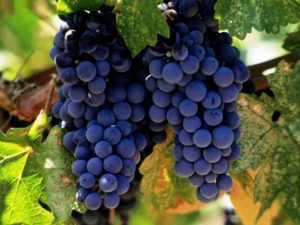 На суд представляют виноградные грозди уже в созревшем виде