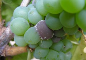 При обнаружении на ягодах винограда белой гнили, сразу следует удалить зараженные участки