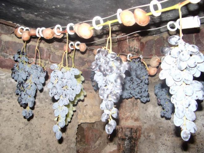 Хранение винограда в погребе -распространённый способ сохранить его до весны