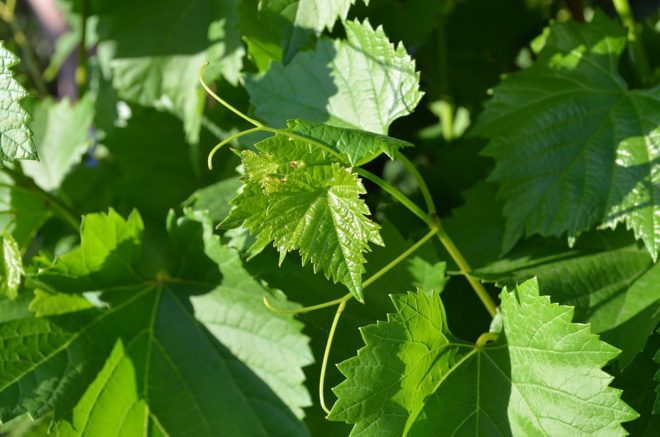 Виноград в течение летнего сезона наращивает большую зеленую массу