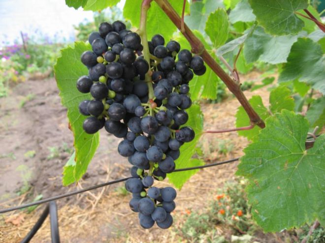 Виноград – растение теплолюбивое и нежное