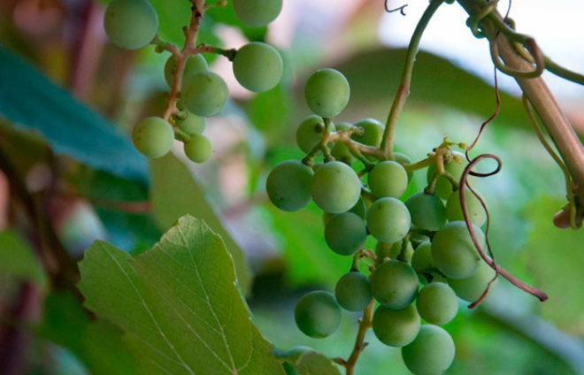 Вкусные, красивые ягоды винограда могут появиться только при хорошем уходе за растением
