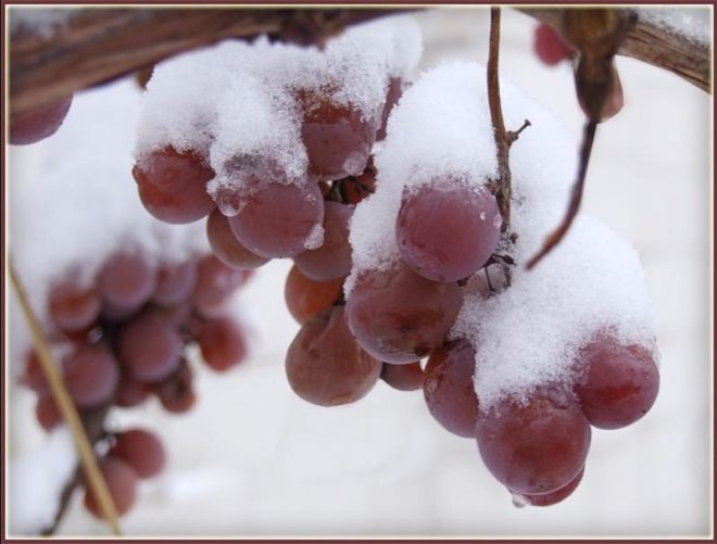 Надежное утепление винограда – залог высокого урожая в следующем сезоне