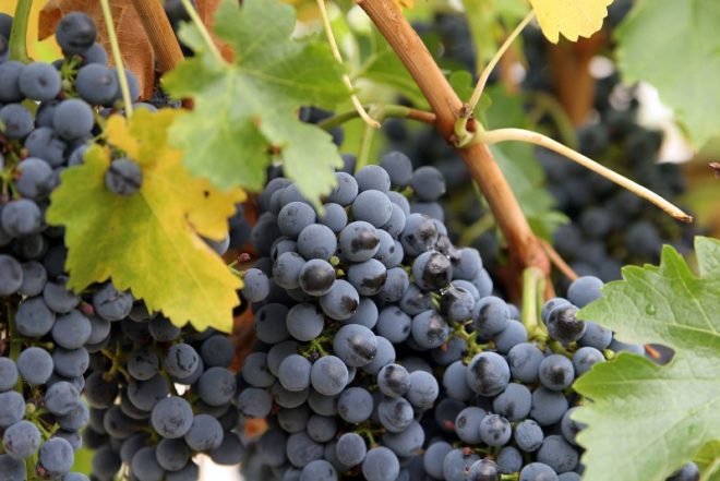 Виноград – ягодная культура любима всеми