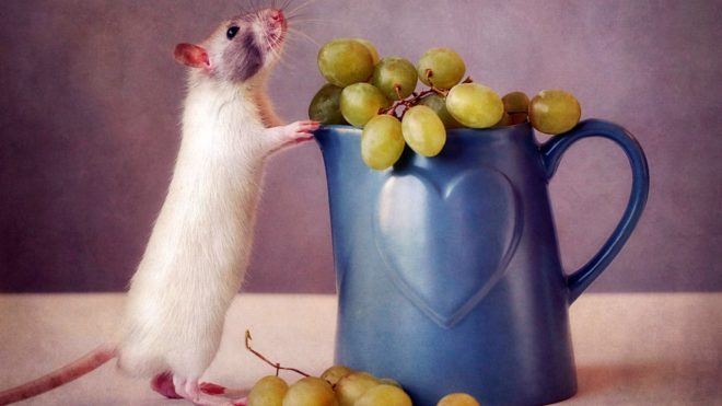 Мыши не только могут съесть сами плоды осенью, но и объедать кору