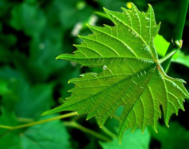 Виноградные листья чрезвычайно популярны в кухнях народов традиционного виноградарства