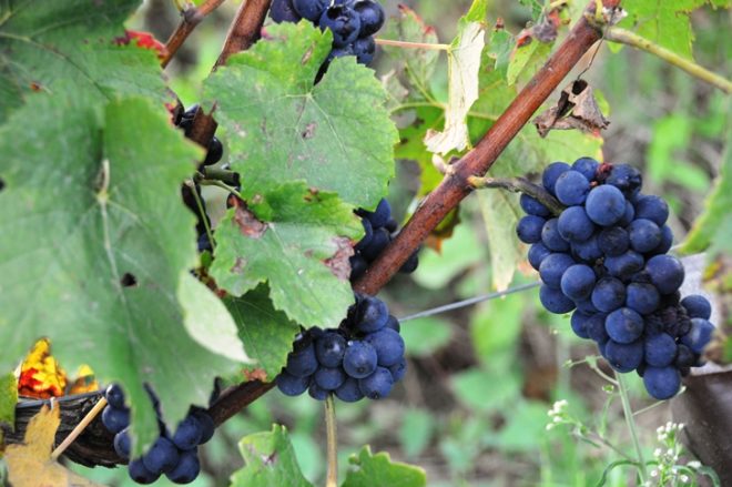 Впервые виноград Пино Нуар упомянут в документах, датированных XIV веком