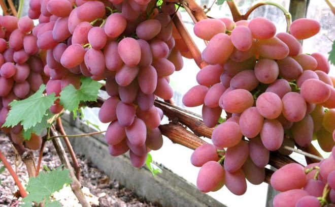 Украина стала родиной выведения сорта винограда «Оригинал»