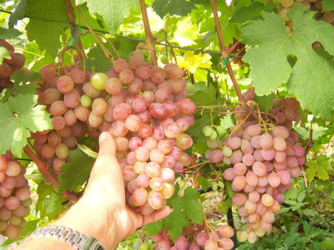 В настоящее время стараются вывести как можно больше гибридных сортов винограда