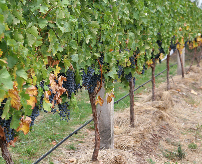 При хорошем уходе первый урожай винограда получится снять уже на третий год